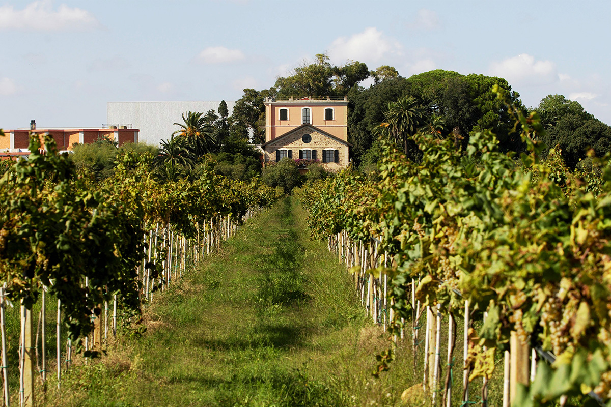 Hallgarten & Novum Wines | Producers | Sella & Mosca